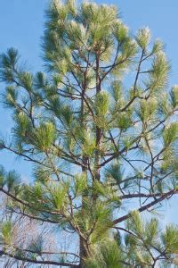 North Carolina State Tree – Longleaf Pine Tree – 50states