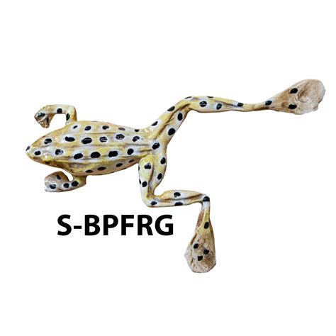 Frog Habitat Fish Replica | Research Mannikins Taxidermy Supply