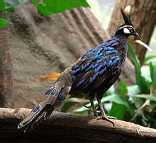 Palawan peacock-pheasant - Wikipedia