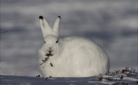 How Is The Arctic Hare Adapted To Its Environment? - WorldAtlas