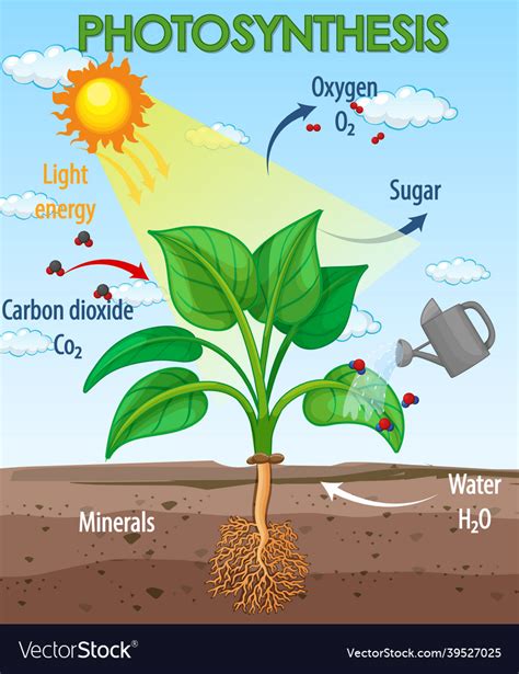 Photosynthesis Diagram