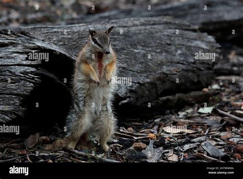 Numbat (Myrmecobius fasciatus), male showing the sternal gland and ...