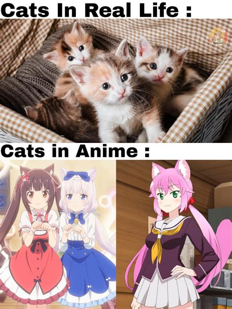 Aggregate 70+ anime cat meme latest - in.coedo.com.vn