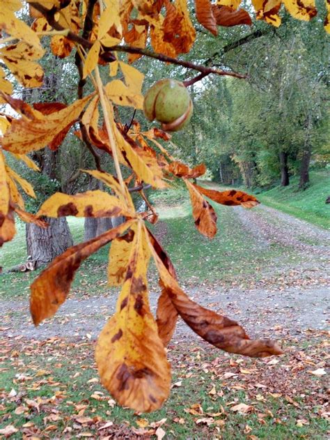 hickory tree leaves in fall - Tidy Personal Website Picture Library