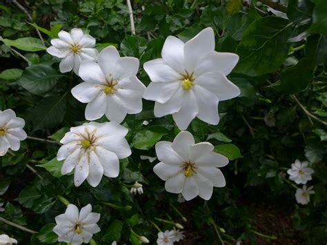 Gardenia thunbergia | Fragrant plant, Flowering shrubs, Tropical garden