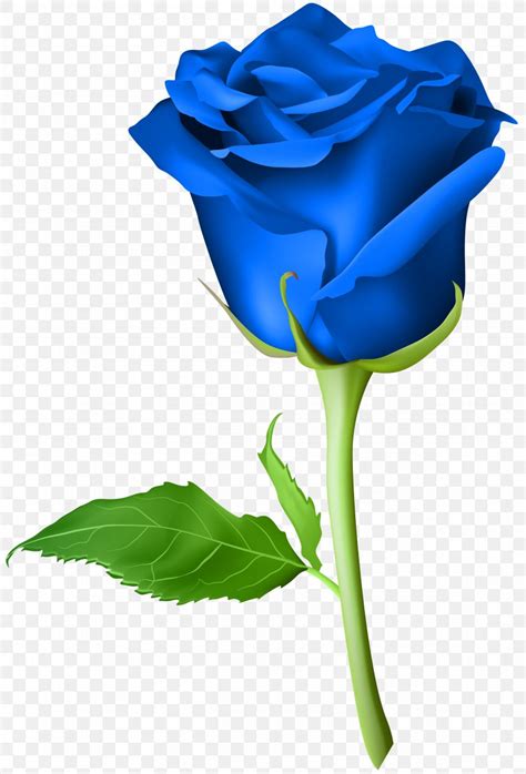 Blue Rose Clip Art, PNG, 4744x7000px, Rose, Blue, Blue Rose, Close Up, Color Download Free