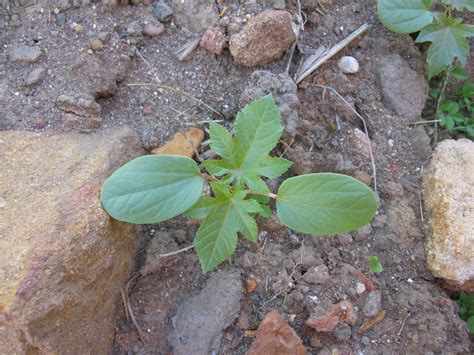 Ricinus communis seedling NC 1 | Introduced warm-season pere… | Flickr