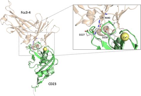 The superimposed structure containing CD23 apo and holo forms is... | Download Scientific Diagram