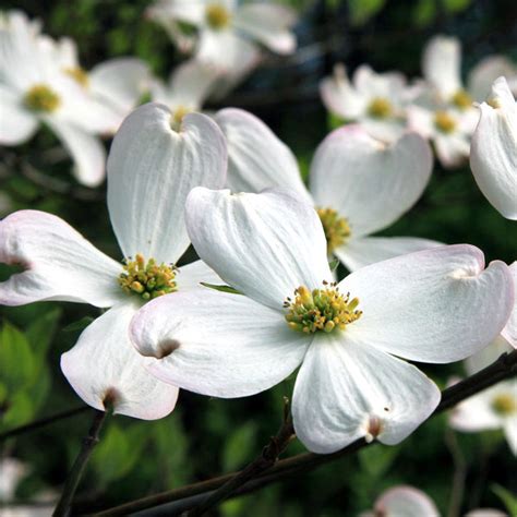 White Dogwood Trees for Sale | BrighterBlooms.com