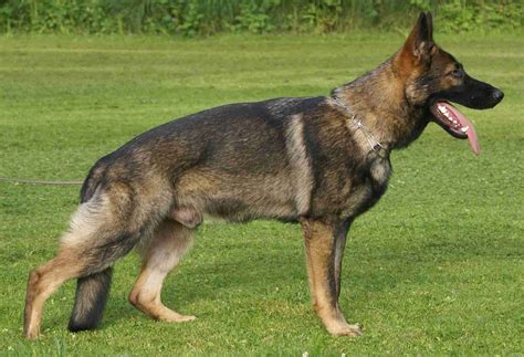 13 Most Popular German Shepherd Colors - Animal Corner