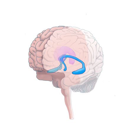 Brain’s Hippocampal Volume, Social Environment Affect Adolescent ...