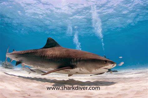 What's the difference between a Great White and a Tiger Shark? - SharkDiver