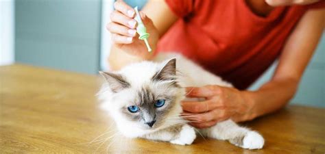 Advantix For Cats - An Important Safety Guide For Cat Owners