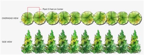 Single Row Of Trees - Leyland Cypress Tree Spacing PNG Image | Transparent PNG Free Download on ...