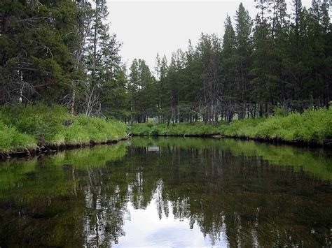 Wise River: The Fishing: Fly Fishing in Paradise! The Complete Fly Fisher. Dy Fly