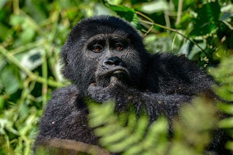 Gorilla Trekking in Uganda — A Guide To See Mountain Gorillas