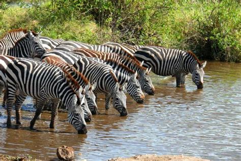 Zebra Migration in Namibia, Botswana is Longest Known Mammal Migration in Africa | Sci.News