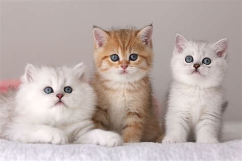 British Shorthair White Kitten For Sale | Care About Cats