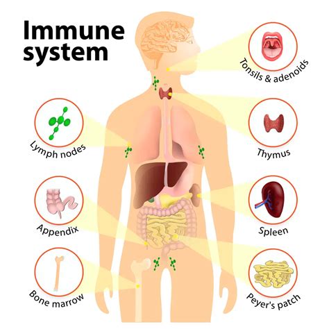 Immune System Diseases: Types, Symptoms, Prevention | STD.GOV Blog