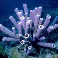 Phylum Porifera: Sponges Tutorial | Sophia Learning
