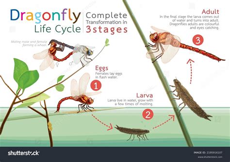 Damselfly Life Cycle