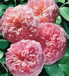 David Austin English Roses