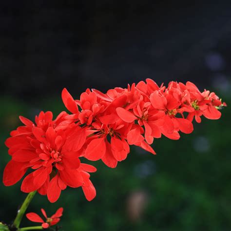 Chaconia (Warszewiczia coccinea) Flower, Leaf, Care, Uses - PictureThis