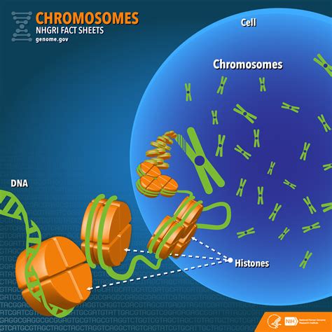 Chromosomes Fact Sheet | NHGRI