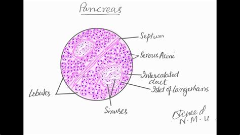 Pancreas Histology Diagram