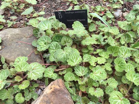 Strawberry begonia in spring. | Plants, Strawberry begonia, Garden design