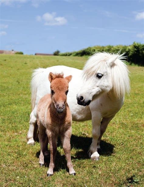 Pygmy Horse | Pony horse, Cute ponies, Cute animals