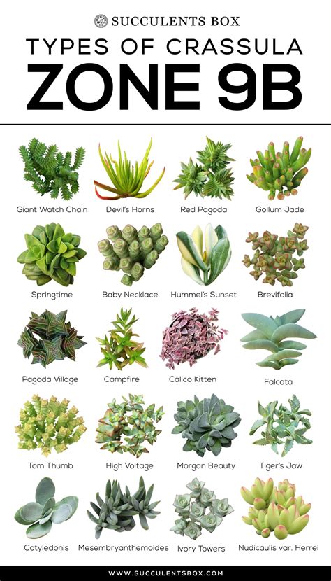 Choosing Succulents for Zone 9 CALIFORNIA, FLORIDA & ARIZONA - Succulents Box