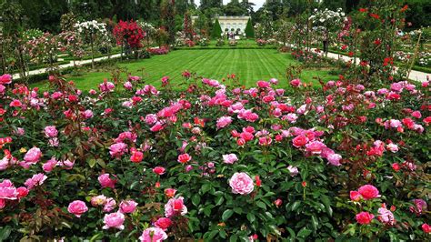 Rose Garden Wallpapers - Top Free Rose Garden Backgrounds - WallpaperAccess