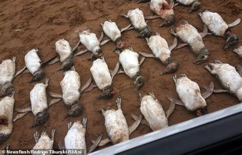 70 penguins found dead in Brazil got caught in fishing nets | Daily Mail Online