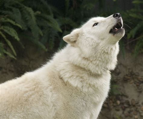 Arctic Wolf | The Life of Animals