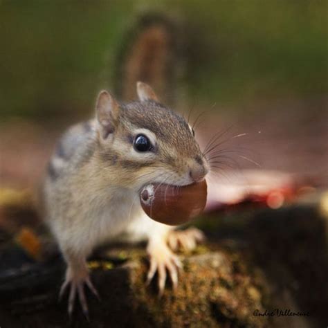 Squirrel love nuts so much. In case you live close to a nut tree, there is a chance that you can ...