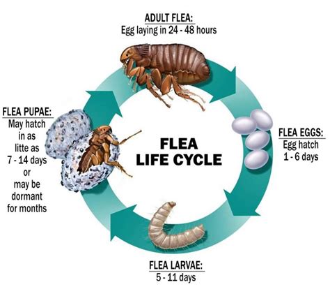 Chigoe Flea Life Cycle at Jose Urbina blog