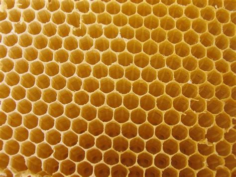 Wallpaper : nature, pattern, pollen, honeycombs, Bee, material, design ...