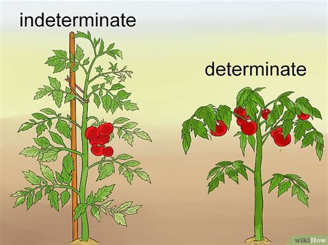 Cómo podar tomates: 9 pasos (con fotos) - wikiHow