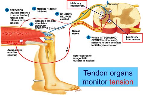 golgi tendon reflex - Google Search | Stimulation, Neurons, Motor neuron