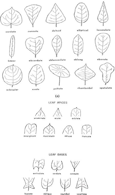 Figure 1 from Base and apex angles and margin types-based identification and classification from ...