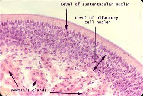 Olfactory Epithelium Histology