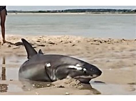 Footage Shows Daring Great White Shark Rescue on Cape Cod | Falmouth, MA Patch