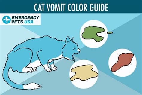 Vomiting Dog Vomit Color Chart