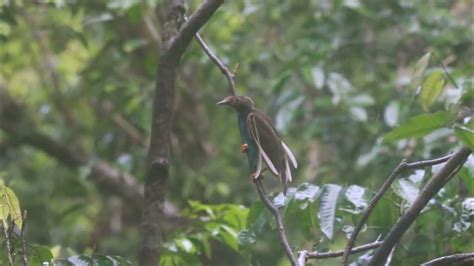 Wallace's Standardwing / Standardwing Bird of Paradise - Bidadari Halmahera - YouTube