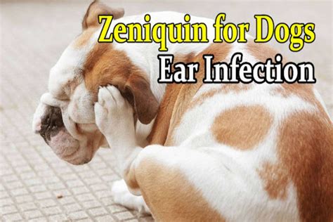 Zeniquin For Ear Infection in Dogs | Best Antibiotic Treatment