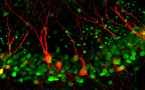 The Role of the Hippocampus in Memory Formation and Retrieval - Very Big Brain