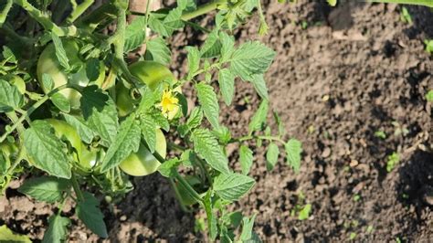 A flowering tomato bush under a hot solsh in a field 21626136 Stock ...