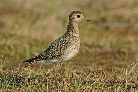 Golden plover photo ID guide - BirdGuides