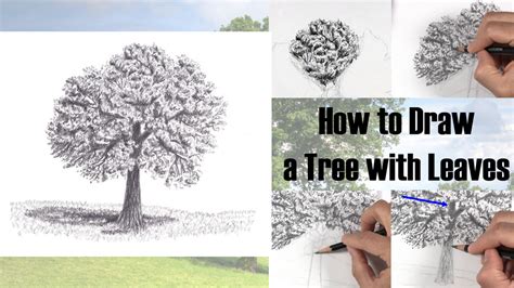 10+ Draw Tree With Leaves - JoleyKacilea